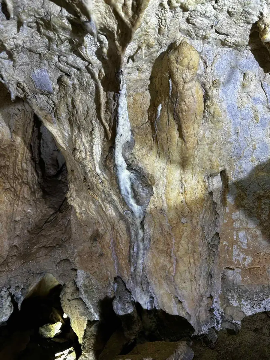 Pećinski salivi